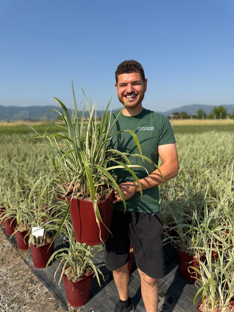 Roseau de Chine 'Cosmopolitan' (Miscanthus sinensis Cosmopolitan)