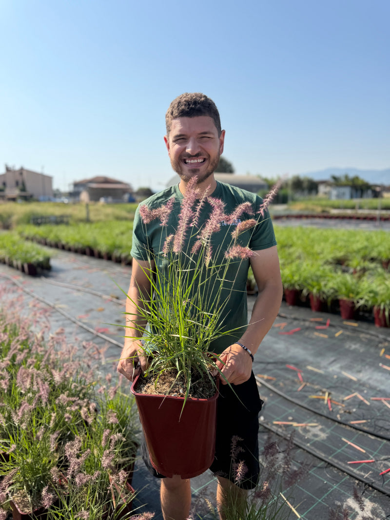 Herbe aux écouvillons roses (Pennisetum orientale Karley Rose)