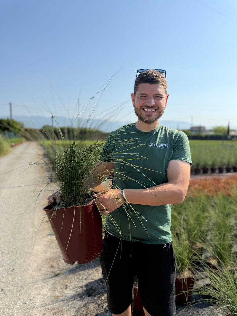 Muhlenbergia Capillaris