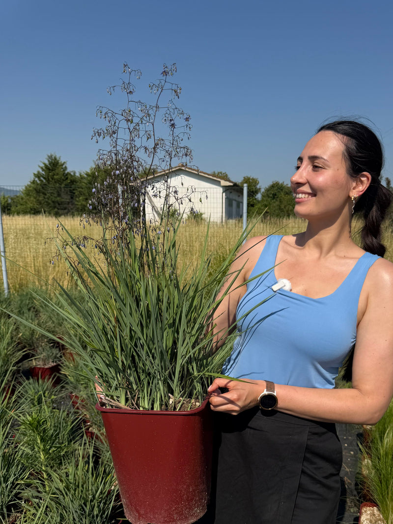 Lis de Tasmanie (Dianella caerulea Cassa Blue)
