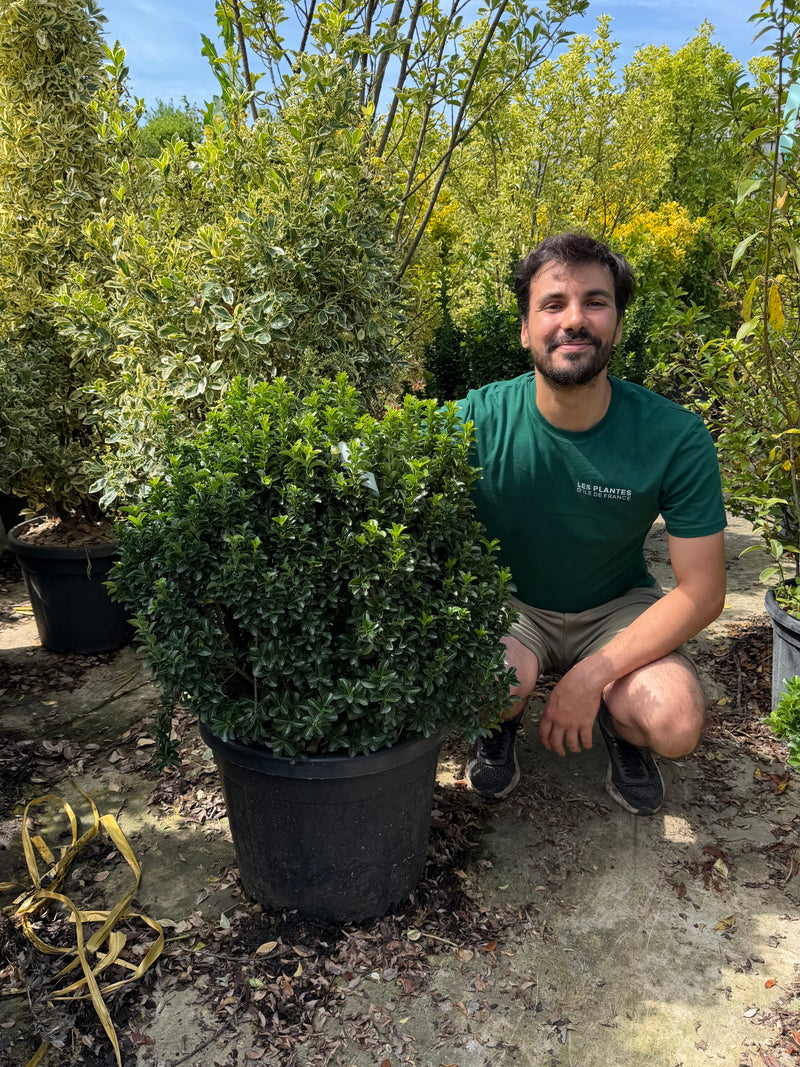 Fusain du Japon "Benkomasaki" en boule (Euonymus Japonicus)