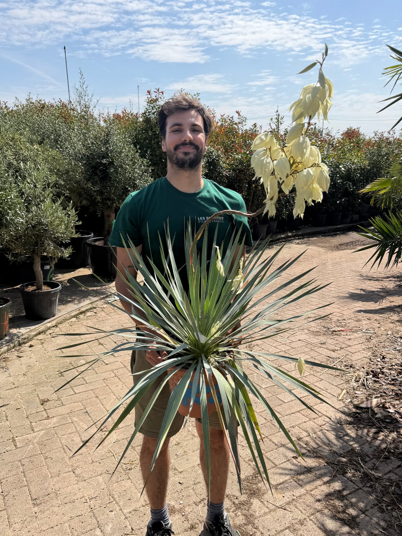 Yucca x 'French Flag'