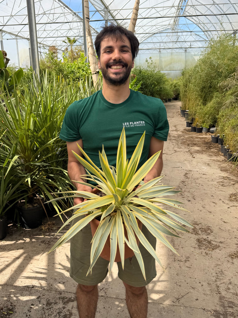 Yucca Gloriosa Citrus Twist