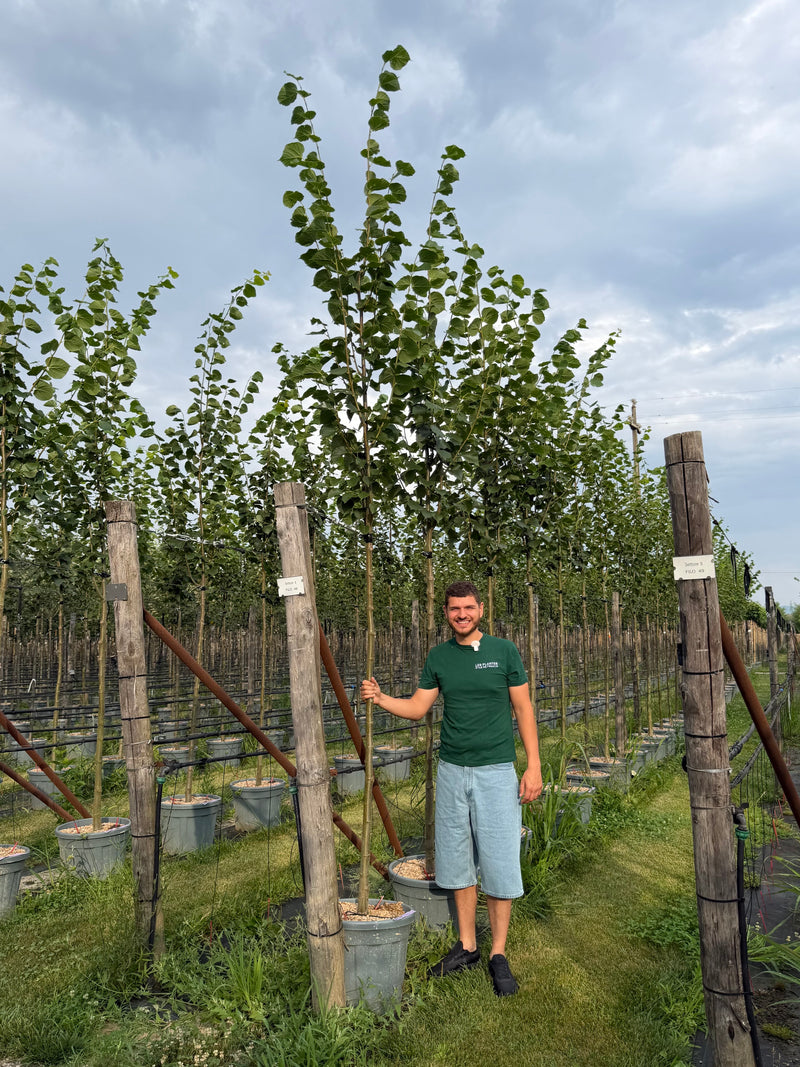 Tilleul d'Europe (Tilia Europaea Pallida)