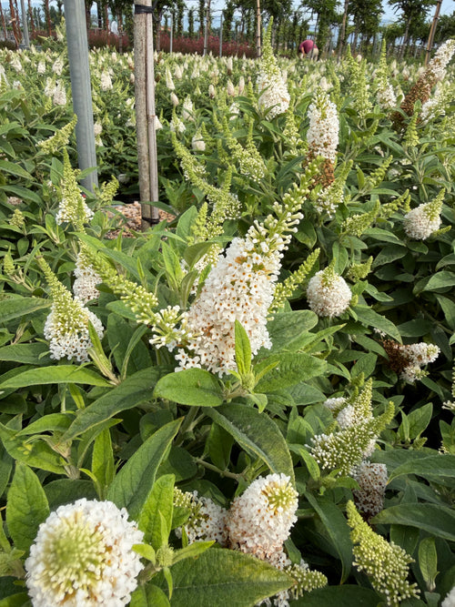 Arbre aux Papillons nain (Buddleja)
