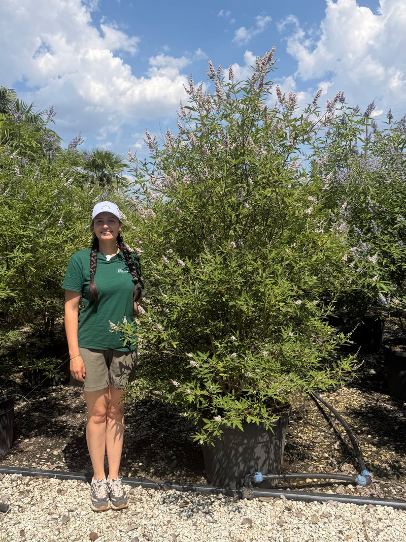 Vitex agnus-castus