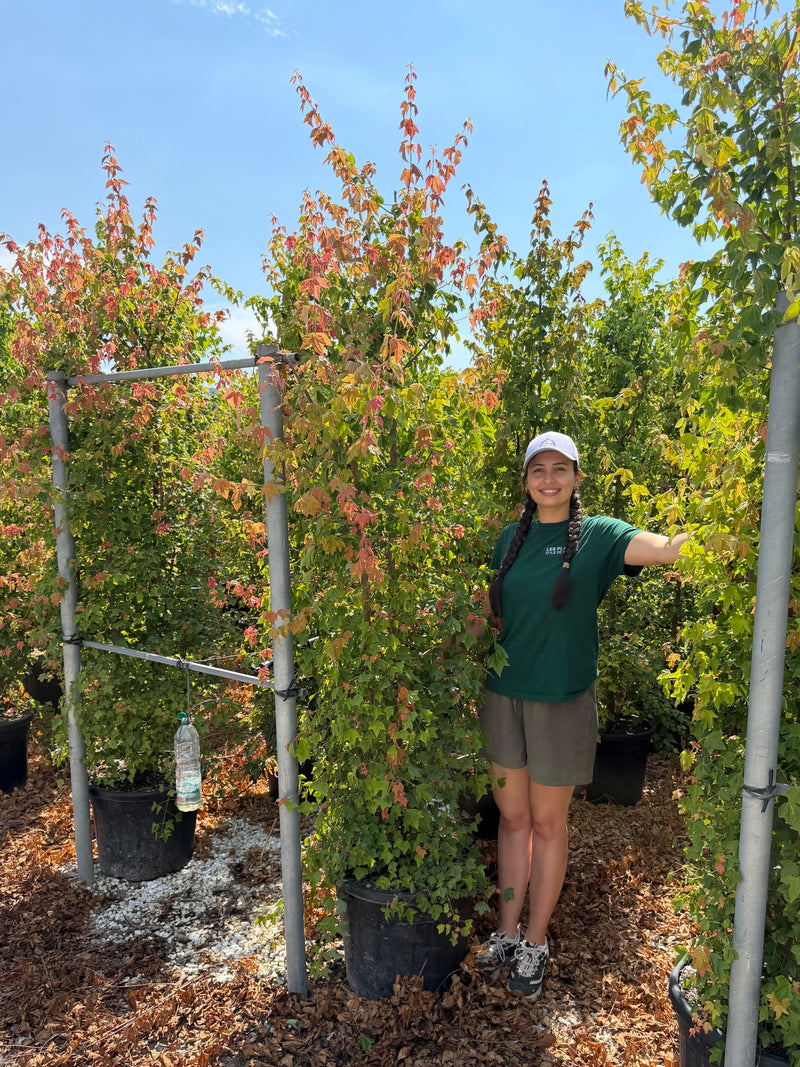 Acer buergerianum (Érable de Buerger)