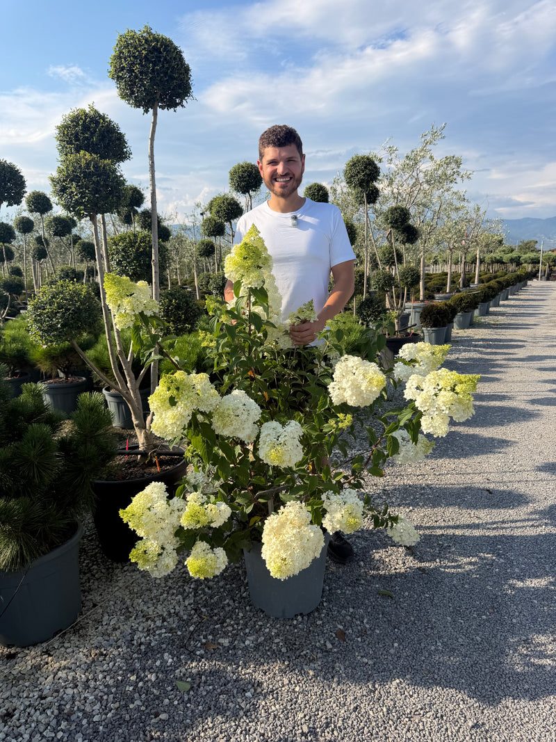 Hortensia en touffe (Hydrangea paniculata)