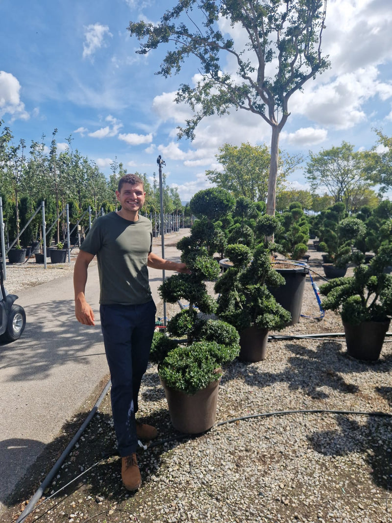 Ilex crenata Kinme