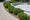Houx Crénelé (Ilex Crenata) 4 - Achat en ligne