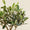 Image to render