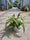 Fougères (Polypodium vulgare 'Jade') 4 - Achat en ligne
