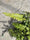 Image to render