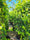 Image to render
