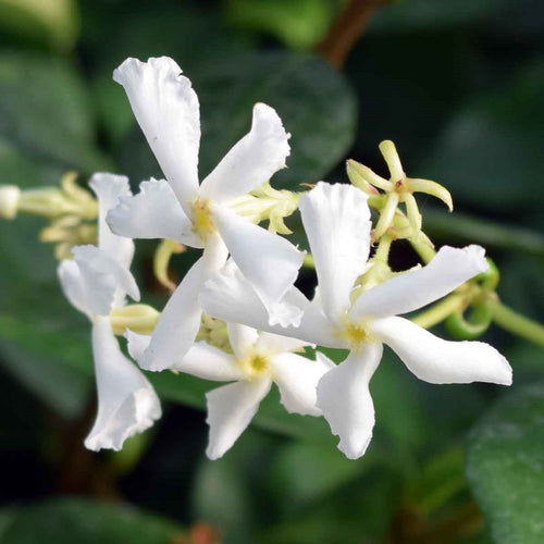Jasmin Étoilé Grimpant (Trachelospermum Jasminoides)