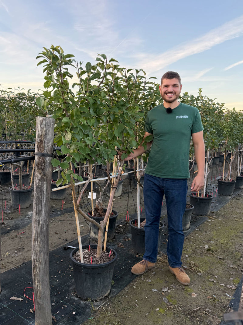 Palissade Pommier 'Jonagold'