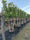 Image to render