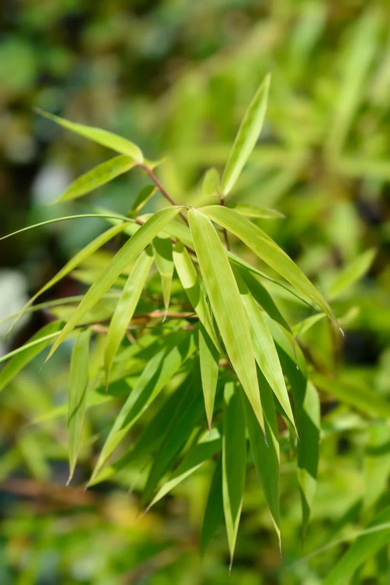 Fargesia Murielae Jumbo 4 - Achat en ligne