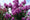 Image to render