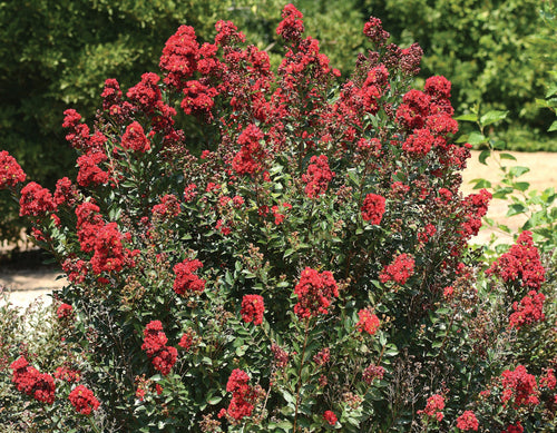 Lilas des indes en tige (Lagerstroemia) 1 - Achat en ligne