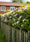 Image to render