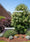 Image to render