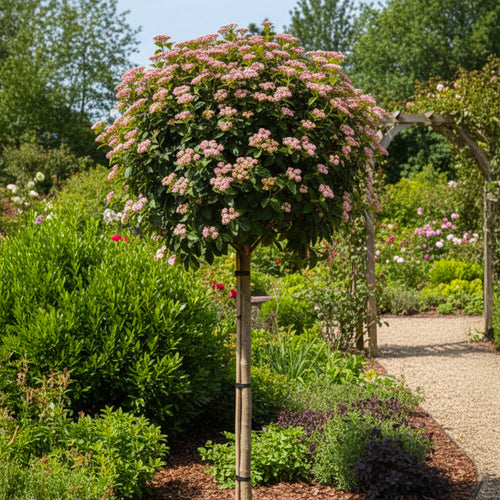Laurier-tin en Demi-tige (Viburnum tinus)