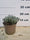 Lavande blanche (Lavandula Angustifolia Edelweiss) 4 - Achat en ligne