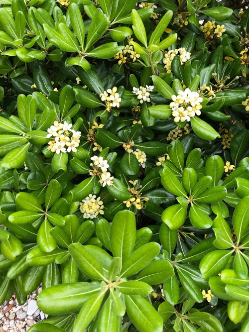 Pittosporum de Chine Nana