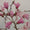 Magnolia à fleurs roses étoilées (Loebneri Leonard Messel) 2 - Achat en ligne