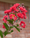 Image to render