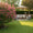 Image to render