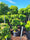 Image to render