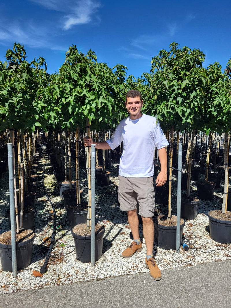 Liquidambar Gumball en demi-tige
