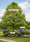 Image to render