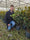 Magnolia Grandiflora 'Little Gem' 3 - Achat en ligne