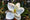 Magnolia Grandiflora 'Little Gem' 1 - Achat en ligne