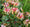 Image to render