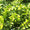 Chèvrefeuille arbustif (Lonicera Nitida) 1 - Achat en ligne