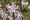 Image to render