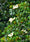 Image to render