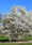Image to render