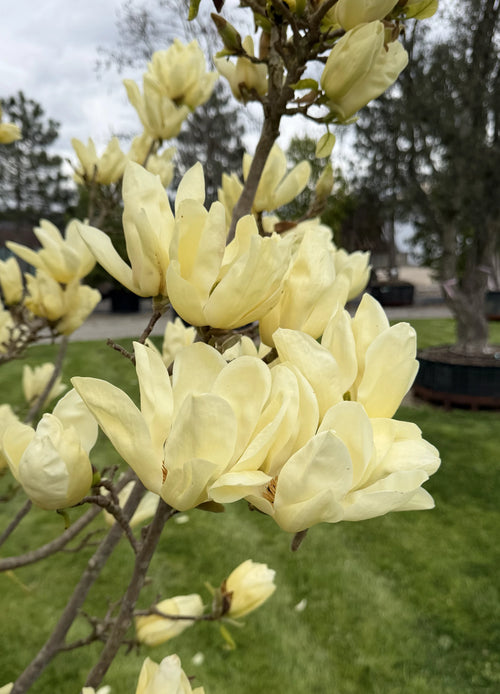 Magnolia Yellow River en touffe