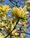 Image to render