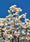 Image to render