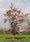 Image to render