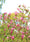 Image to render