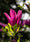 Image to render