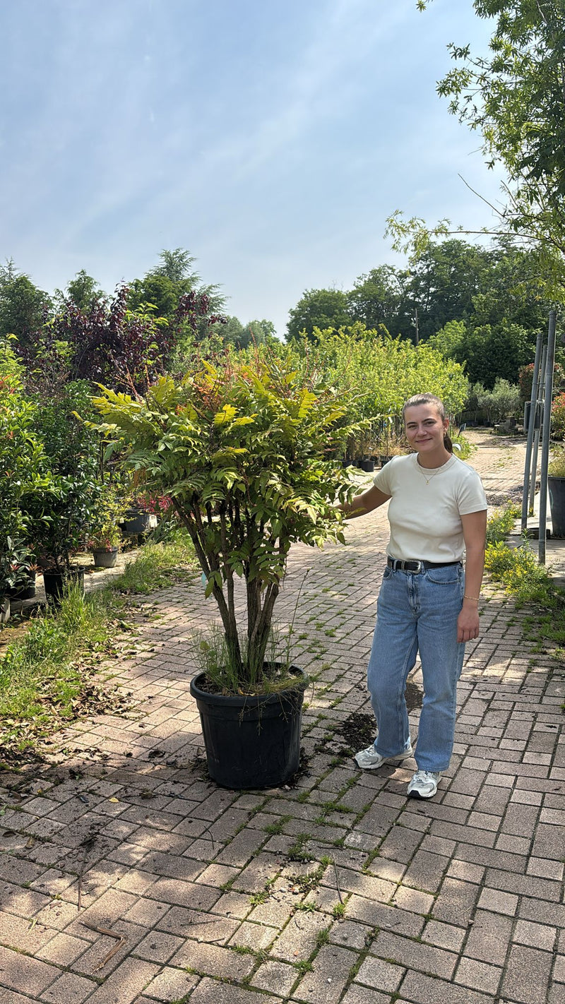 Mahonia