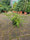 Chèvrefeuille arbustif (Lonicera Nitida) 5 - Achat en ligne